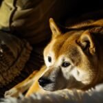 Le prix du Dogecoin vise 0,74 $ après des signes d’un potentiel de hausse de 500 %